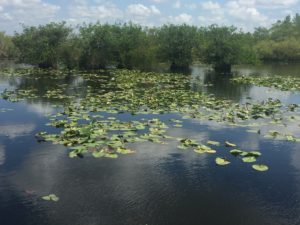 South Florida's Caribbean Birds