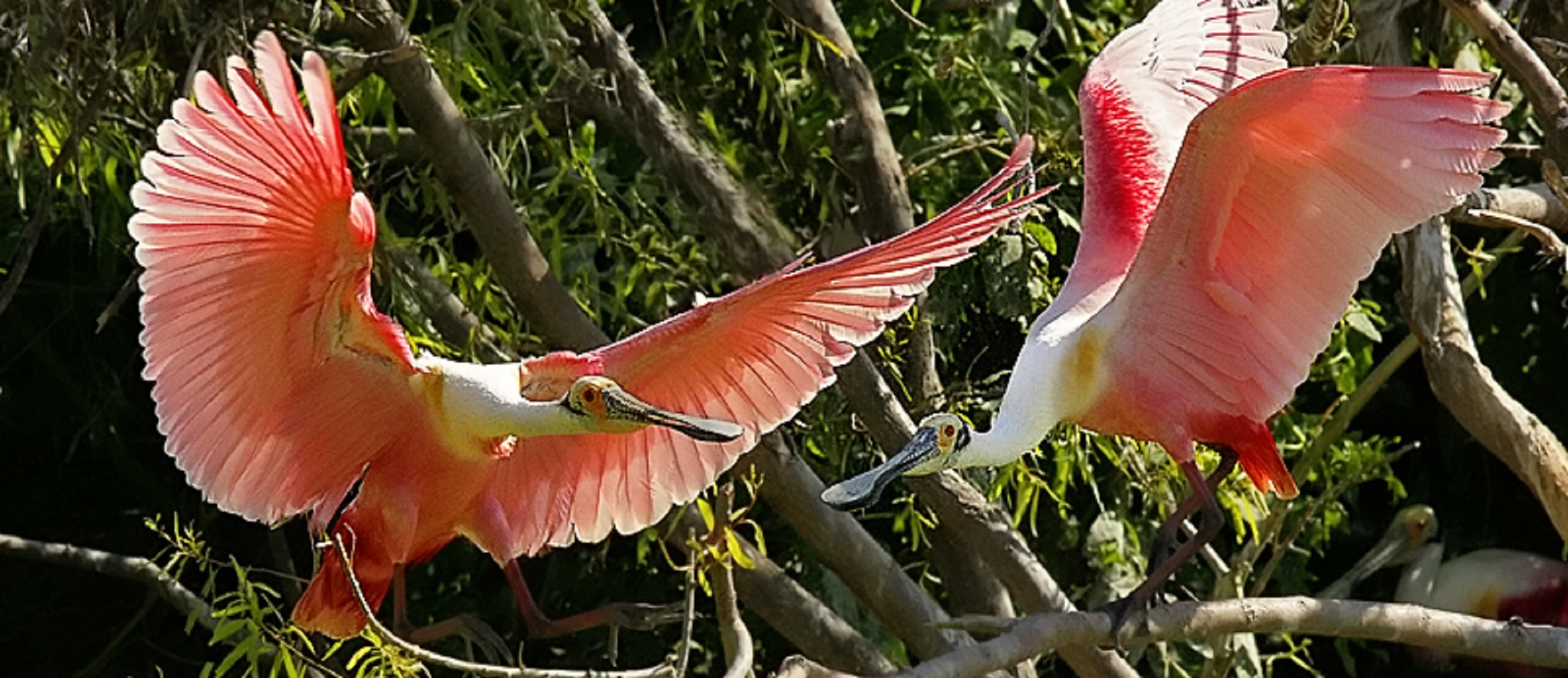 South Florida's Caribbean Birds