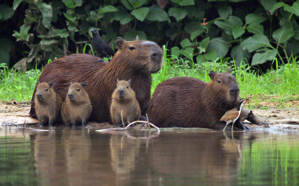 Capybara Brazil by Peg Abbott - The Naturalist Journeys Blog