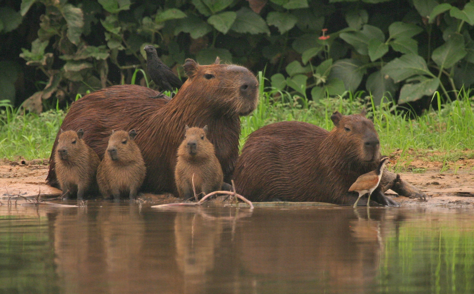 Capybara are among the creatures we see we visit on our Brazil birding and wildlife safaris