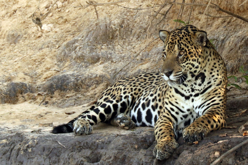 Jaguar are residents of Brazil, a biodiversity hot spot, on our birding and wildlife safaris