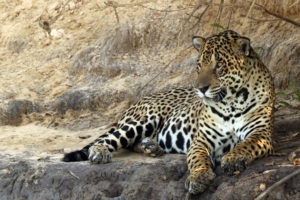 Resting Jaguar by Xavier Munoz