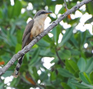 South Florida's Caribbean Birds