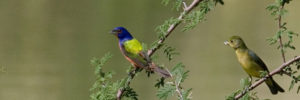 South Florida's Caribbean Birds