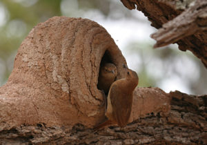 Rufous Hornero Nest Pair by Peg Abbott