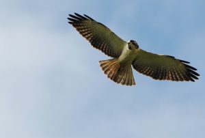 South Florida's Caribbean Birds