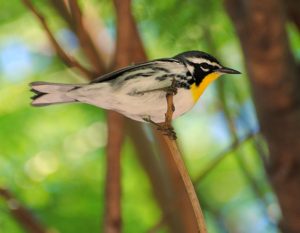 South Florida's Caribbean Birds