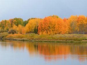 Fall is golden in greater Yellowstone