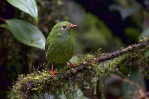 Birding the New World Tropics