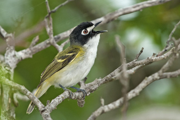 Top10 Reasons to Bird Texas Hill Country The Naturalist Journeys Blog