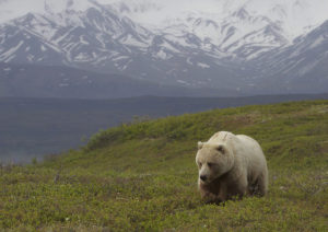 Alaska Wildlife Tour