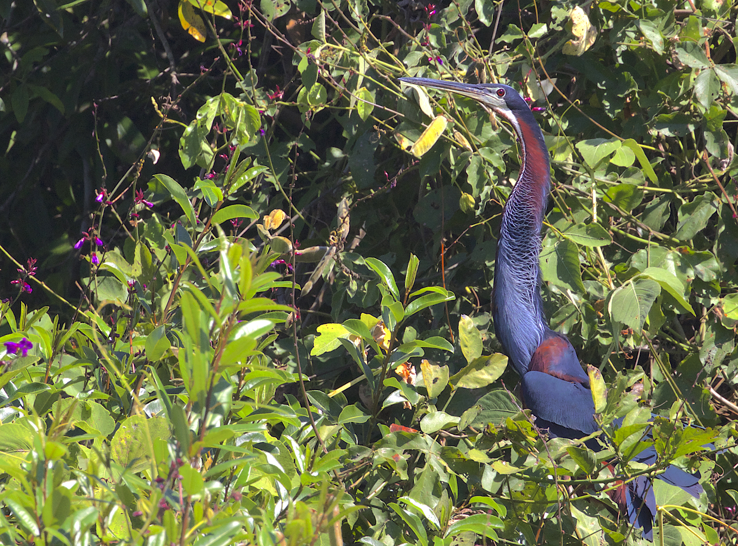 Pantanal Wildlife Tour