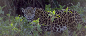 Belize Birding Tour