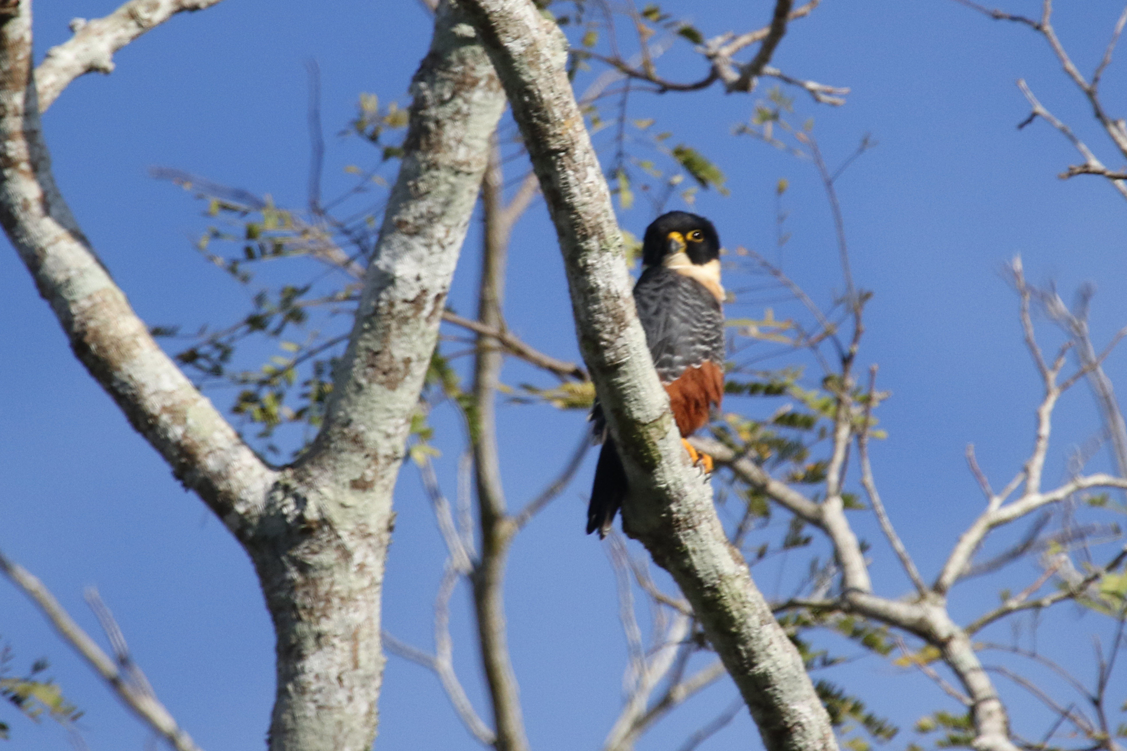 Belize Birding Tour