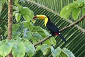 Belize Birding Tour