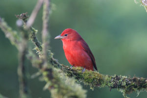 Birding Belize