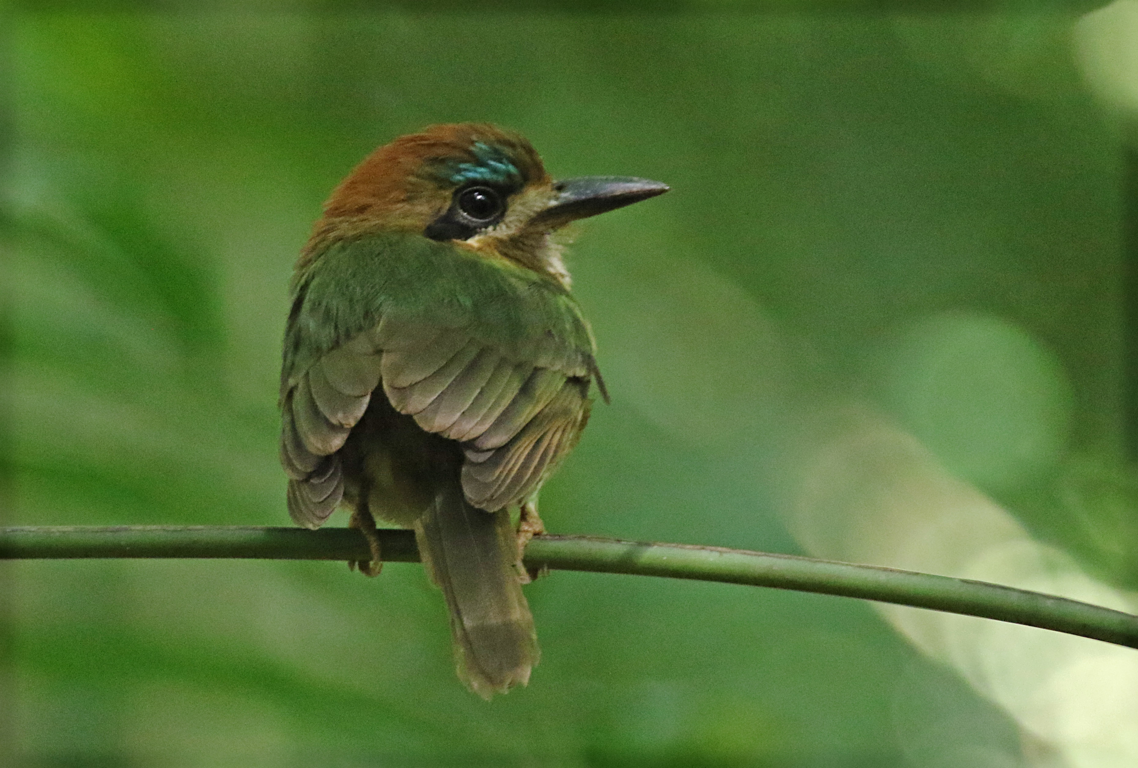 Belize Birding Tour