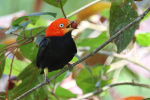 Belize Birding Tour