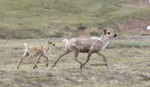 Alaskan Mammals