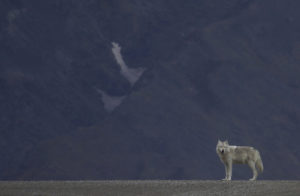 Alaskan Mammals