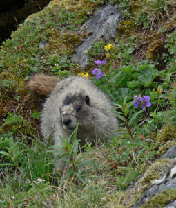 Alaskan Mammals