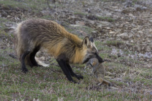 Alaskan Mammals