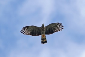 Raptor Migration Tour