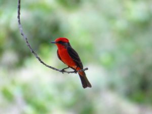 Southeast Arizona Birding Tour