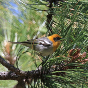 Southeast Arizona Birding Tour