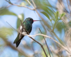 Southeast Arizona Birding Tour