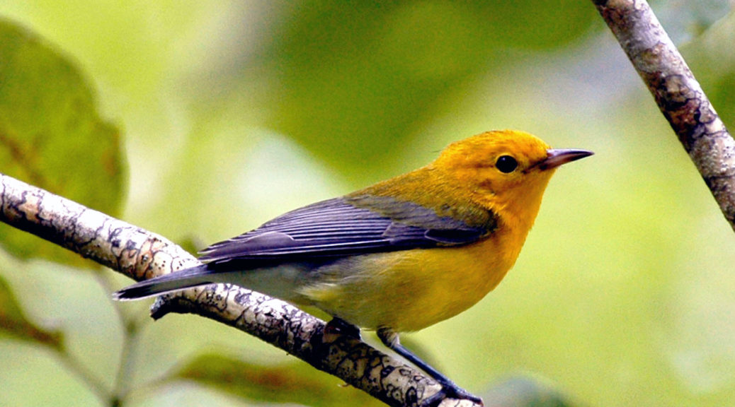 Christmas Bird Count data show lingering warblers, like this Prothonatary Warbler