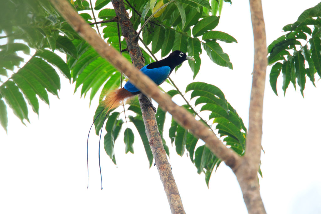 Papua New Guinea Birding Tour 