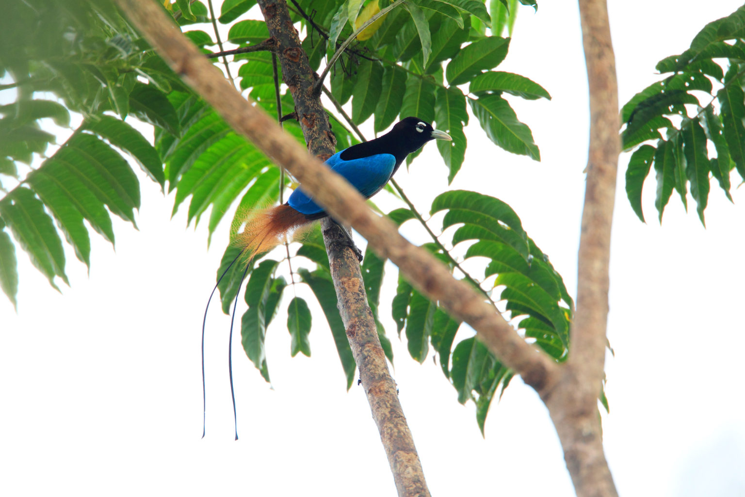 Papua New Guinea Birding Tour - The Naturalist Journeys Blog