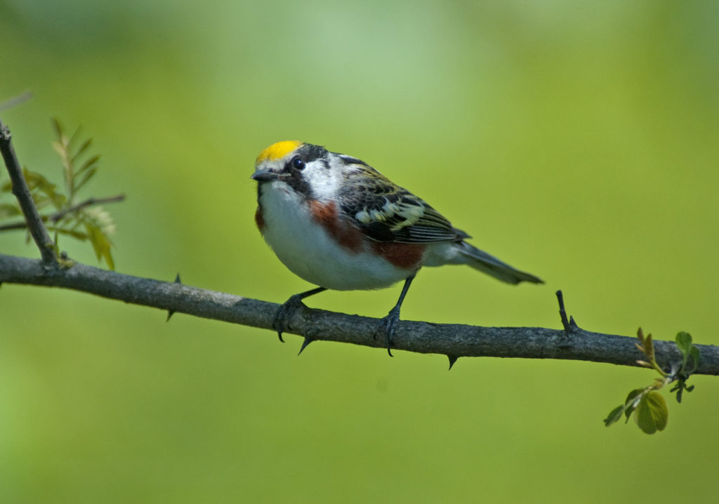 Texas Migration Tour