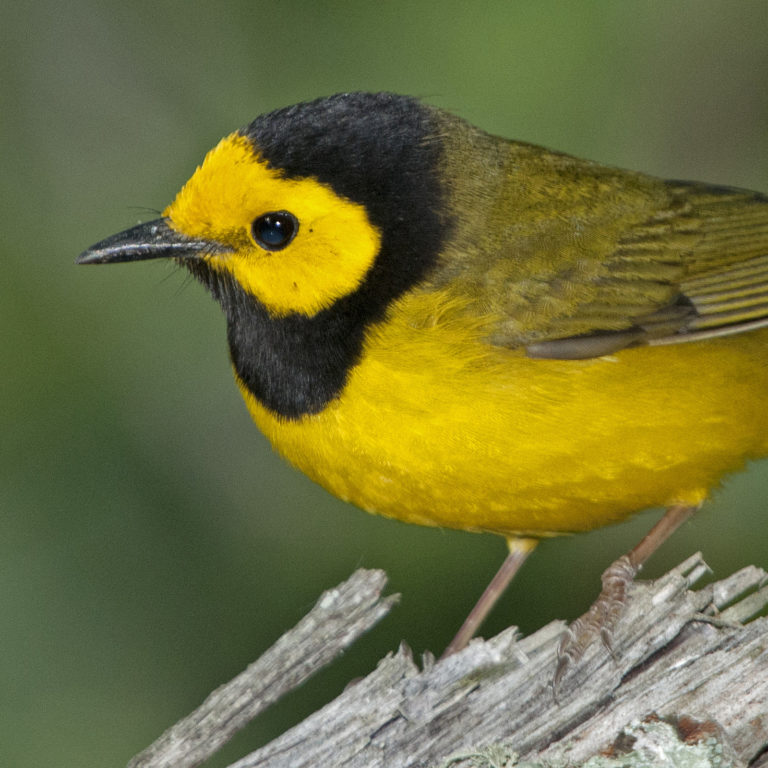 23 Warbler Species on Texas Migration Tour - The Naturalist Journeys Blog