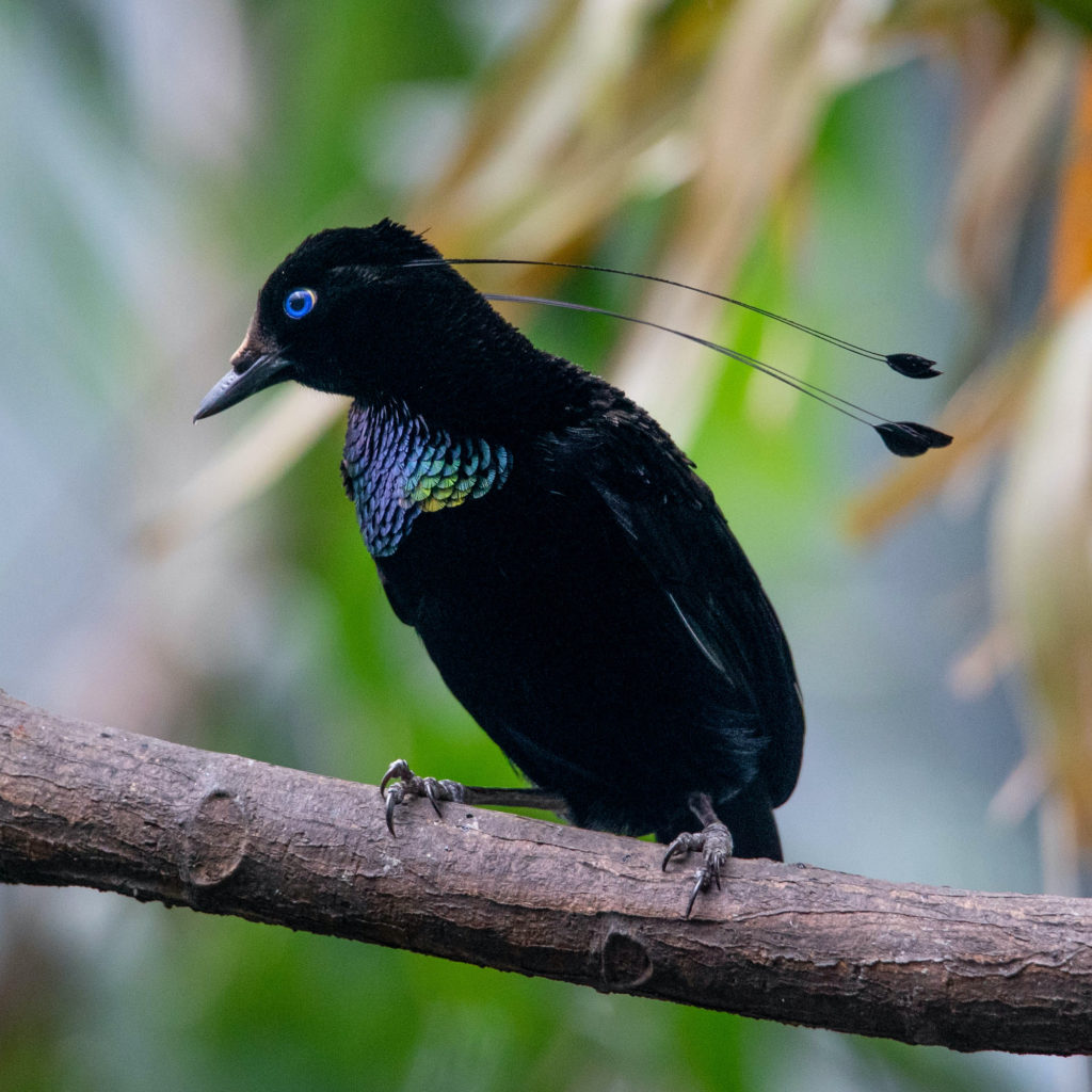 Papua New Guinea Birding Tour 