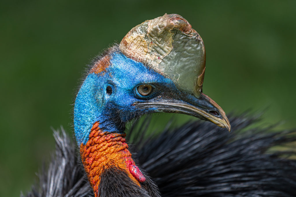 Papua New Guinea Birding Tour 