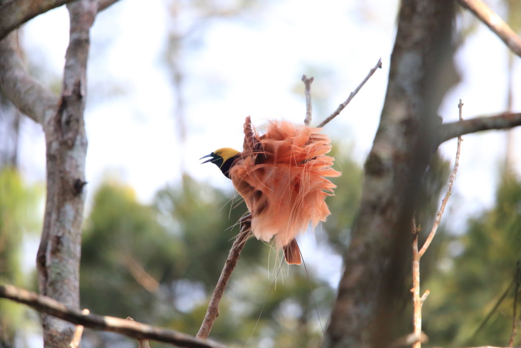 Papua New Guinea Birding Tour 