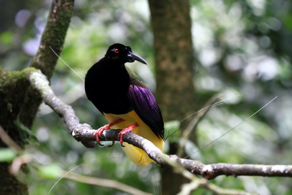 Papua New Guinea Birding Tour 