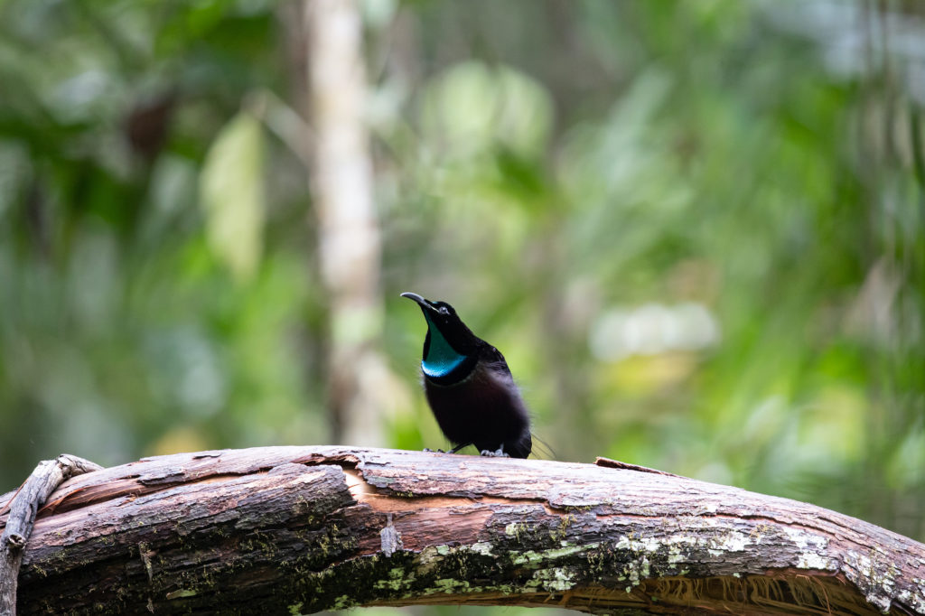 Papua New Guinea Birding Tour 