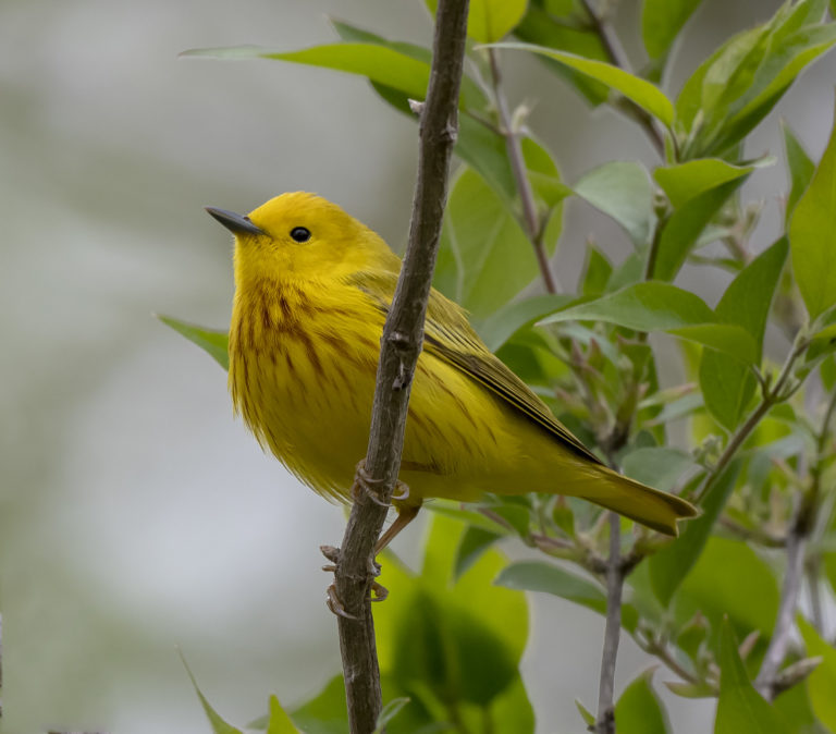 23 Warbler Species on Texas Migration Tour - The Naturalist Journeys Blog