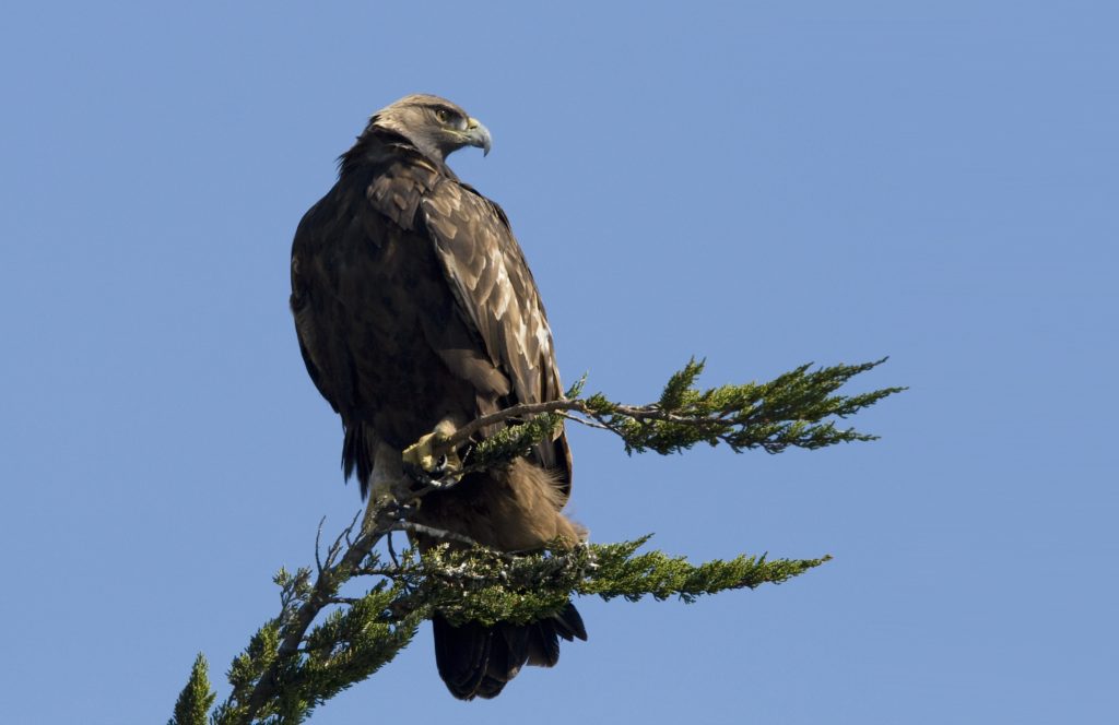 colorado birding tour