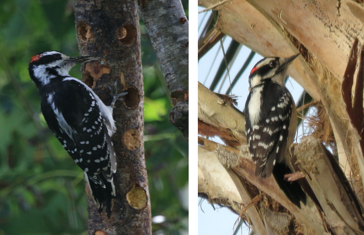 Geometry of Birding