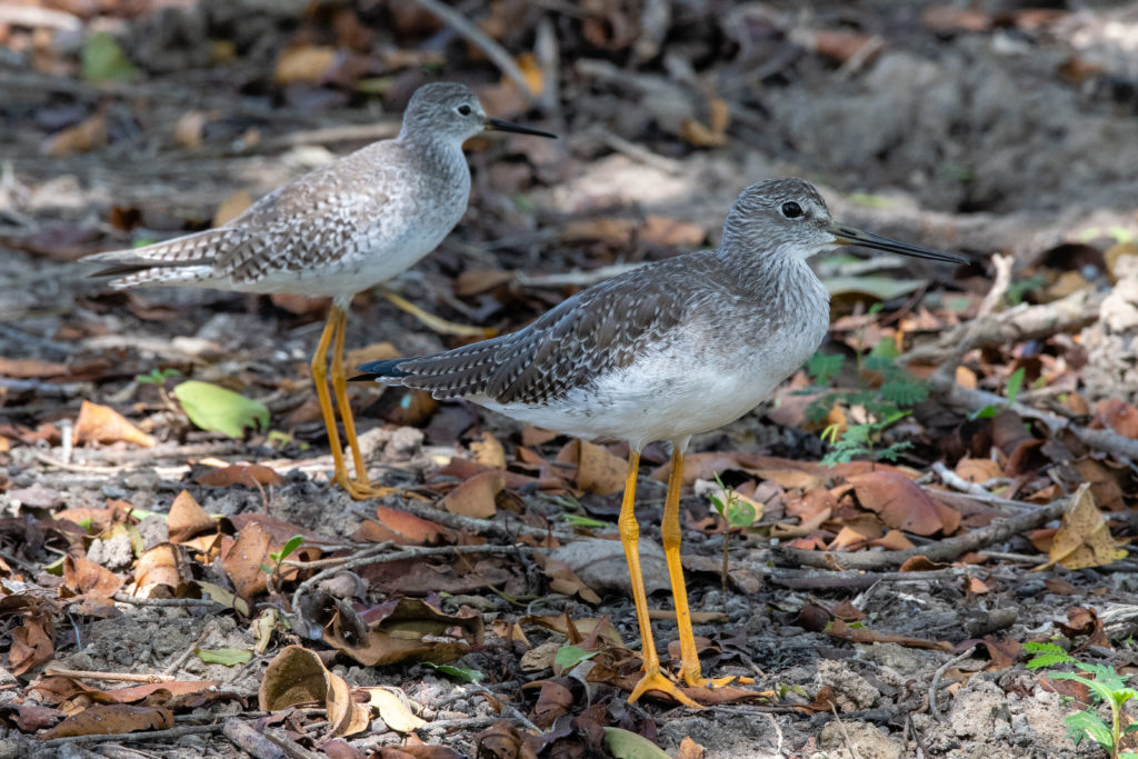 Geometry of Birding