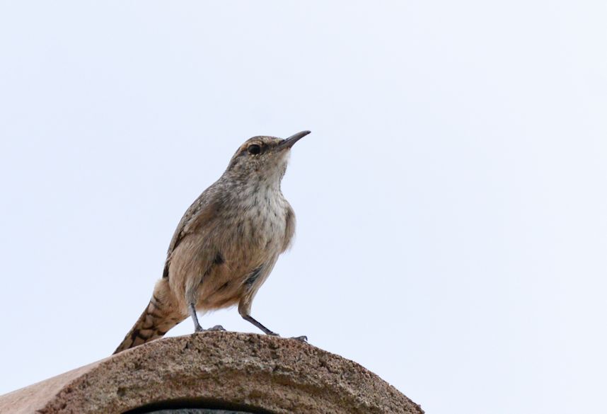 colorado birding tour