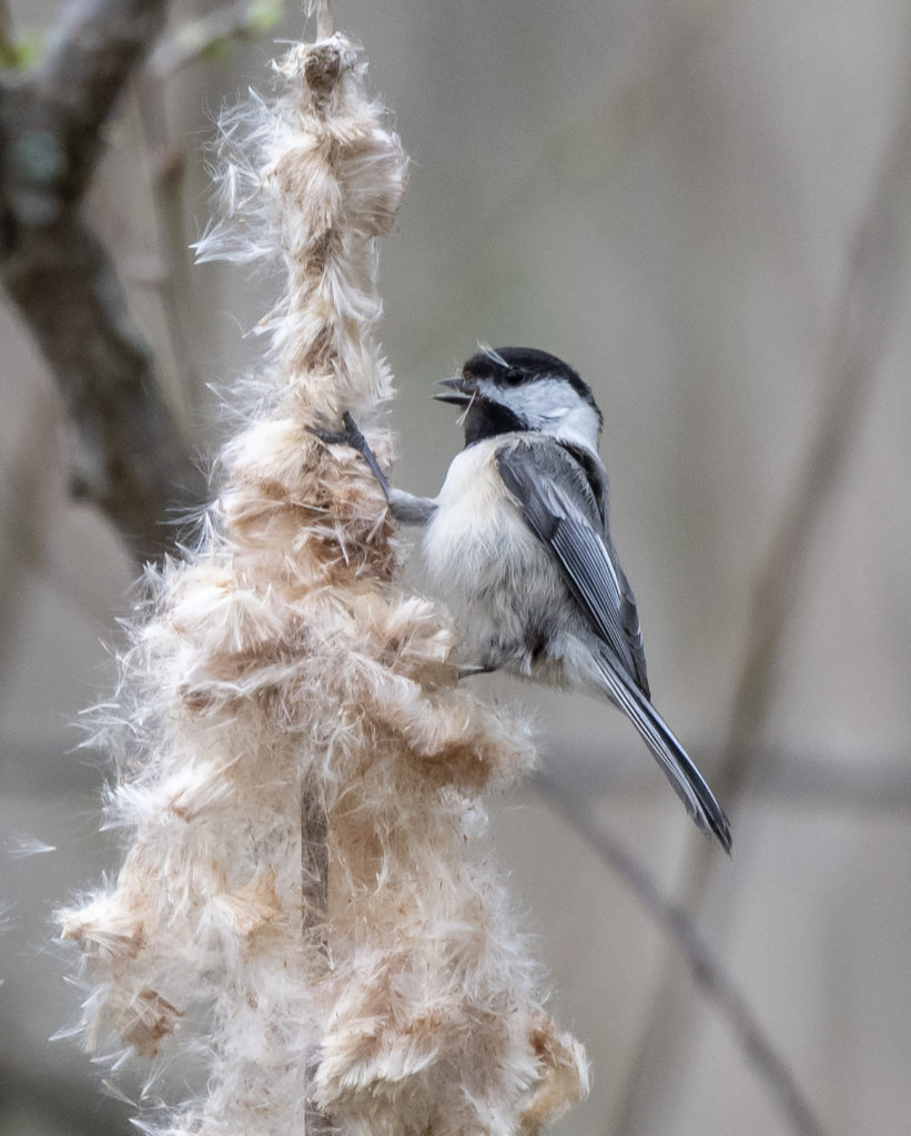 Black-capped Chickadee, Spark Bird, Naturalist Journeys