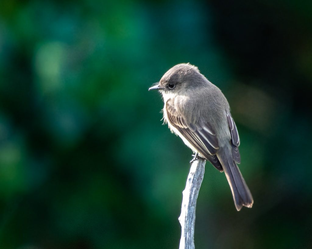 Eastern Phoebe, Spark Bird, Naturalist Journeys