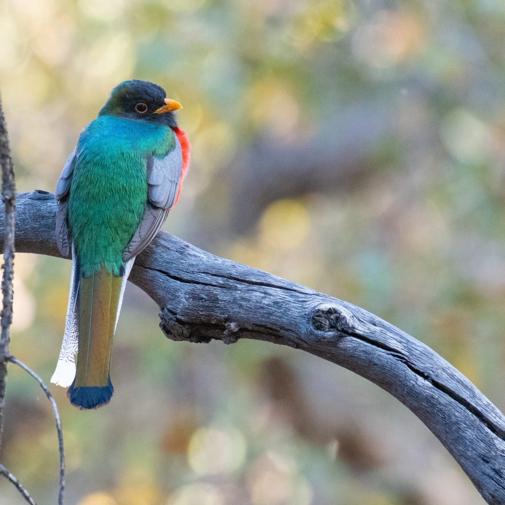 Elegant Trogon by Homer Gardin