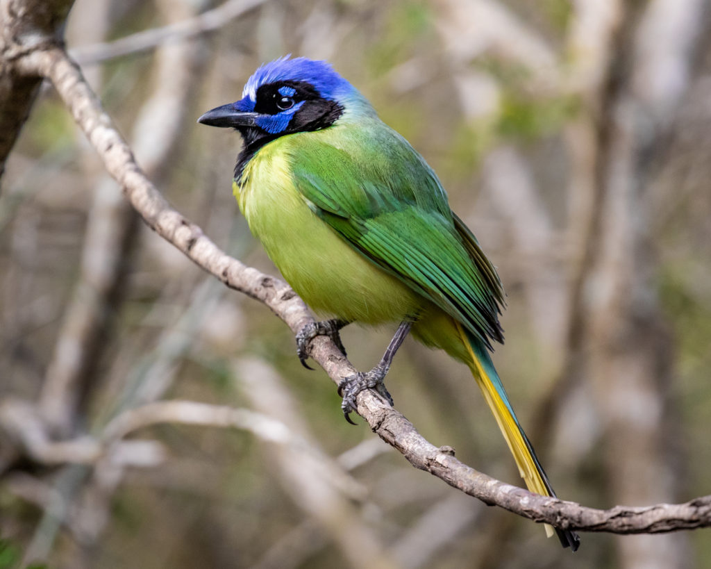 Green Jay by Delsa Anderl