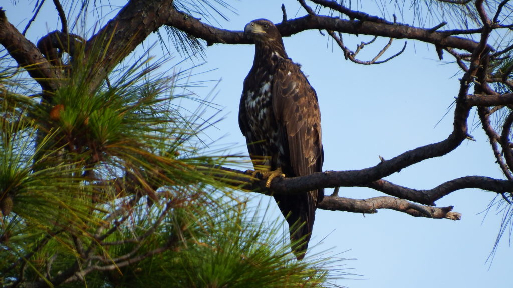 Immature Bald Eagle, Spark Bird, Naturalist Journeys